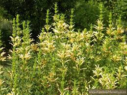 Image result for Leonotis decadonta