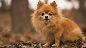 Pomeranians can be black, blue, or chocolate, all with and without tan, and cream, orange, or red, all solid or sable. Pomchi Mixed Dog Breed Pictures Characteristics Facts