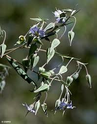 Image result for Trichodesma zeylanicum