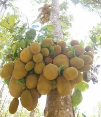 Maybe you would like to learn more about one of these? Pin On Asian Fruits