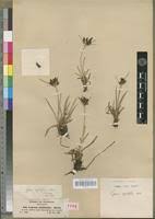 Image result for Cyperus rigidifolius