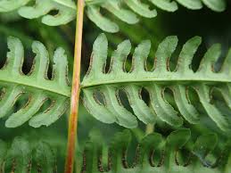 Image result for Pteris tripartita