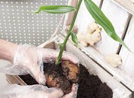 Ingwer Selber Anpflanzen Ingwer Ziehen Diy Garten Ingwerknolle Ingwer Anpflanzen Ingwer Ziehen Pflanzen
