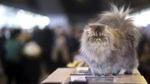 Maybe you would like to learn more about one of these? Cambrai Le Plus Important Salon Du Chat Des Hauts De France C Est Ce Dimanche