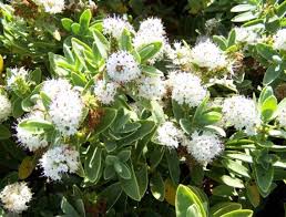 Image result for shrubby veronica hebe