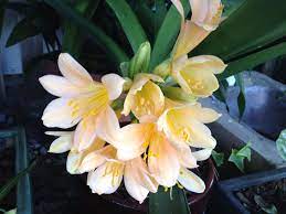 Lemony Pink Clivia Lirios