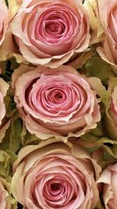 Maybe you would like to learn more about one of these? Pin On Wedding Flowers