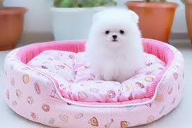 We did not find results for: Teacup Pomeranian Puppies For Sale