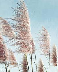 Maybe you would like to learn more about one of these? Pampas Grass Prints Set Of 2 Prints Nature Photography Etsy Dried Flower Bouquet Dried Flowers Pink Pampas Grass