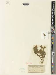 Image result for Leptactina benguelensis