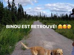 Vous devriez donc imprimer « chien perdu » en gros caractères bien lisibles en haut de l'affiche. Nord Du Quebec Un Chien Perdu Parcourt 200 Km Pour Retrouver Sa Maitresse Jdq
