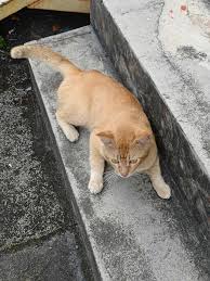 Message from Aida Yahya hi..can help them find new home..?they are stray  cats at my office..i feed them..before this got around 10 cats..i already  help some rehome..some already dead..only 2 left.. Location :