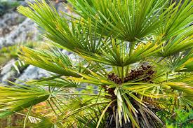 Image result for Chamaerops