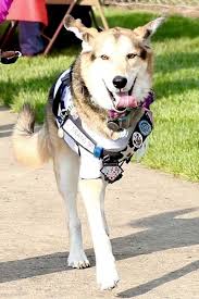 Early in the cycle, a female dog may not unlike humans, female dogs experience estrus throughout their lives, although the time between cycles will get some experts believe this reduces the risk of mammary cancer and other conditions. Helping Dogs And Humans With Cancer National Cancer Institute