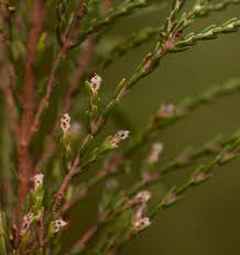 Image result for Passerina montana