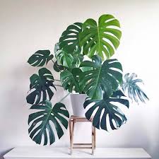 Just proved bright, indirect light and water thoroughly when on the dry side. Houseplants You Can T Kill Fruit Salad Plant Shannon Hawkes