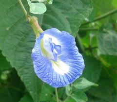 Image result for Clitoria