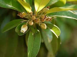 Image result for Sapotaceae
