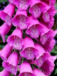 Pin On Flowers Flowers Flowers