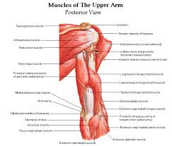 The upper arm is located between the shoulder joint and elbow joint. Rear Upper Arm Muscles Hand Therapy Muscle Anatomy Arm Muscles