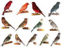 Kanaries Burung Burung Cantik Kenari