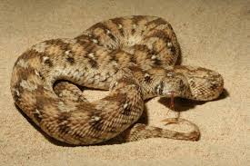 are australian snakes the deadliest in the world not even close