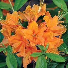 Tangerine Delight Azalea The Best Orange Azalea For Zingy Color Azalea Shrub Azaleas Shade Flowers