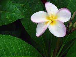 Yellow White Purple Hawaiian Plumeria Flower Plant Florida Hawaii Flowers Flower Pictures Plumeria