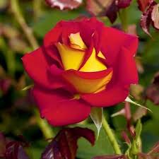 Rare Beautiful Usa Seller Ships Free 20 Cotton Candy Rose Bush Seeds Yard Garden Outdoor Living Plants Seeds Bulbs