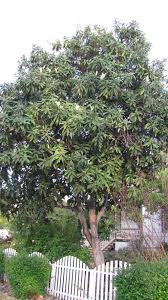 Image result for Eriobotrya