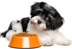 Best Homemade Dog Food Animals And Photos Dog Food Recipes Homemade Dog Food Best Homemade Dog Food