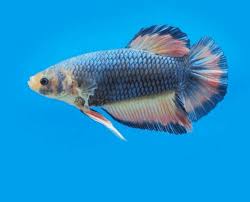 In other words, the blue/green iridescence that creates turquoise bettas is above all the. Top 13 Beautiful Types Of Rare Betta Fish By Tail Pictures
