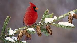 Hd Wallpapers 1080p Hd Widescreen Wallpaper 110 Beautiful Birds Cardinal Birds Winter Bird