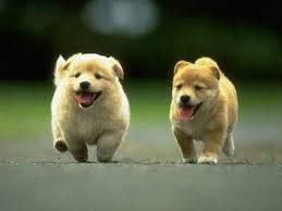 Imagenes De Perros Y Perritos Bonitos Muy Tiernos Si bien, es poco comun encontrarte a alguno en un paseo por el parque, su impresionante es una raza muy peculiar. de perros y perritos bonitos muy tiernos
