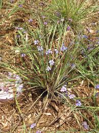 All categories colors blue green lavender multicolored orange pink purple red white yellow flower varieties alstromaria assorted bird of paradise callas carnation. Blue Eyed Grass Nature Collective