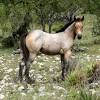 Buckskin and roan are synonymous, and they have mutual synonyms. Https Encrypted Tbn0 Gstatic Com Images Q Tbn And9gcq6rapn9mh Yvjvogi2fvfhjlnszozymp9zit46kutmc6xffr 4 Usqp Cau