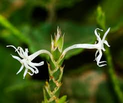 Image result for Elytraria