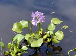 Image result for Pontederia crassipes