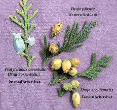 Image result for Vismia orientalis