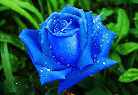 We did not find results for: Bunga Mawar Biru Photos Facebook