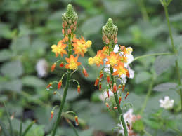 Image result for Bulbine favosa