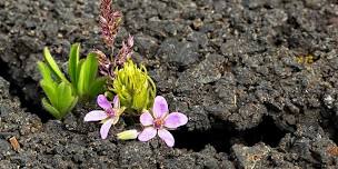 Trauma, Resilience, and Post-Traumatic Growth