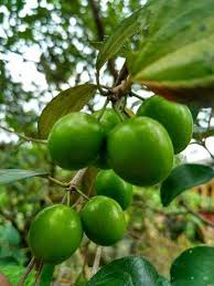 Mauritiana merupakan sejenis pokok renek malar hijau atau pokok kecil berudri, dengan ketinggian boleh mencecah 15 meter. 76 Gambar Daun Bidara Dan Khasiatnya Paling Bagus Gambar Pixabay