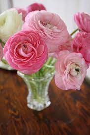 Next Year Spring Flowers Flowers Ranunculus Flowers
