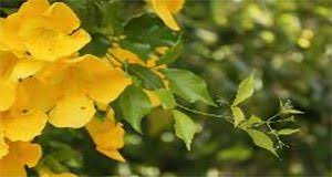 Image result for Dolichandra