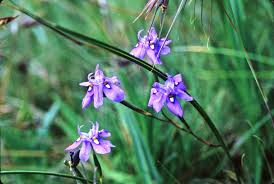 Image result for Diclis tenella