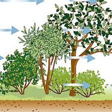 Schnellwachsende Baume Und Straucher Rasante Schattenspender Windschutz Terrasse Pflanzen Straucher Pflanzen