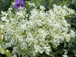 Image result for Euphorbia kilwana