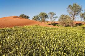 Image result for Tribulus zeyheri