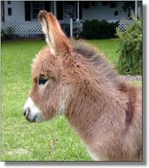 Image Detail For Miniature Donkey Miniature Donkey Cute Donkey Baby Donkey